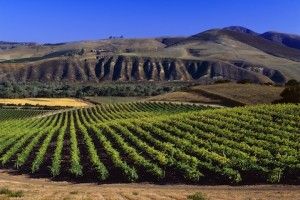 Vinograd Sanford La Rinconada, Buellton, Santa Barbara Co., Kalifornija. [Santa Rita Hills AVA / Santa Ynez Valley AVA]