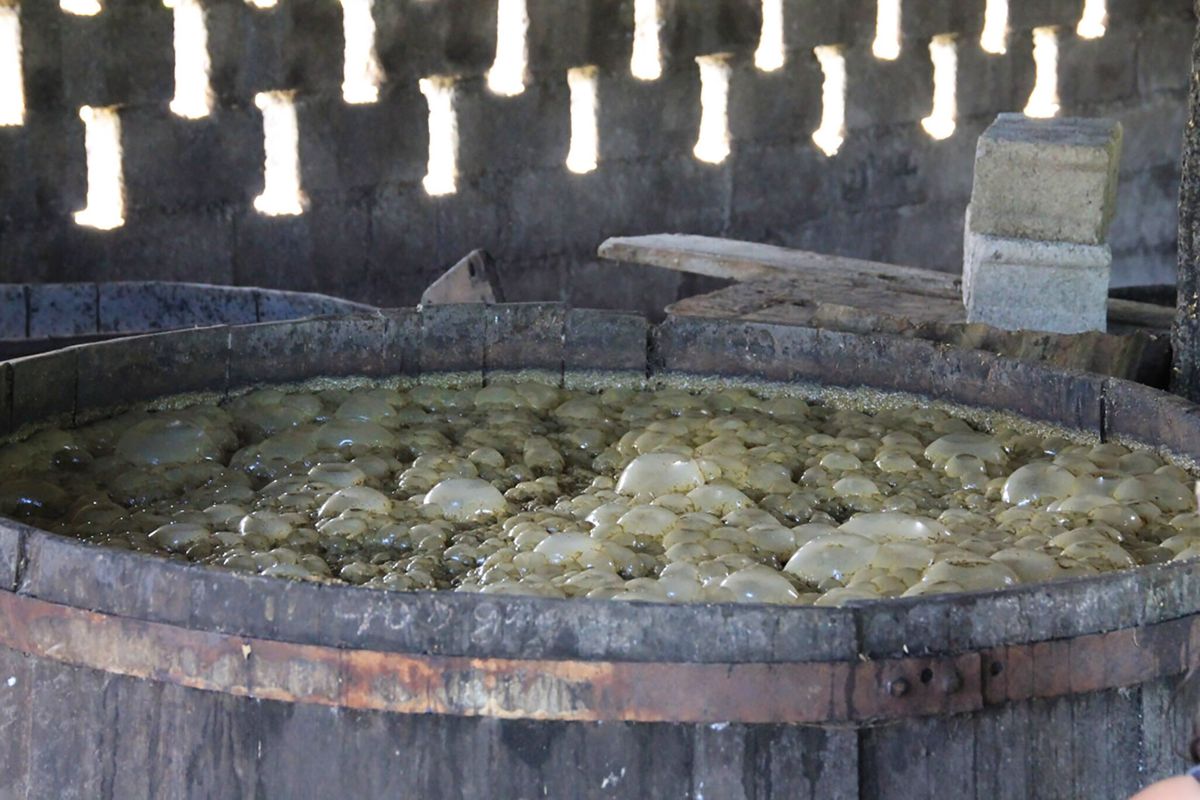 Spaudžiamos cukranendrių sultys natūraliai fermentuojasi / Ralph Thomassin Joseph nuotrauka