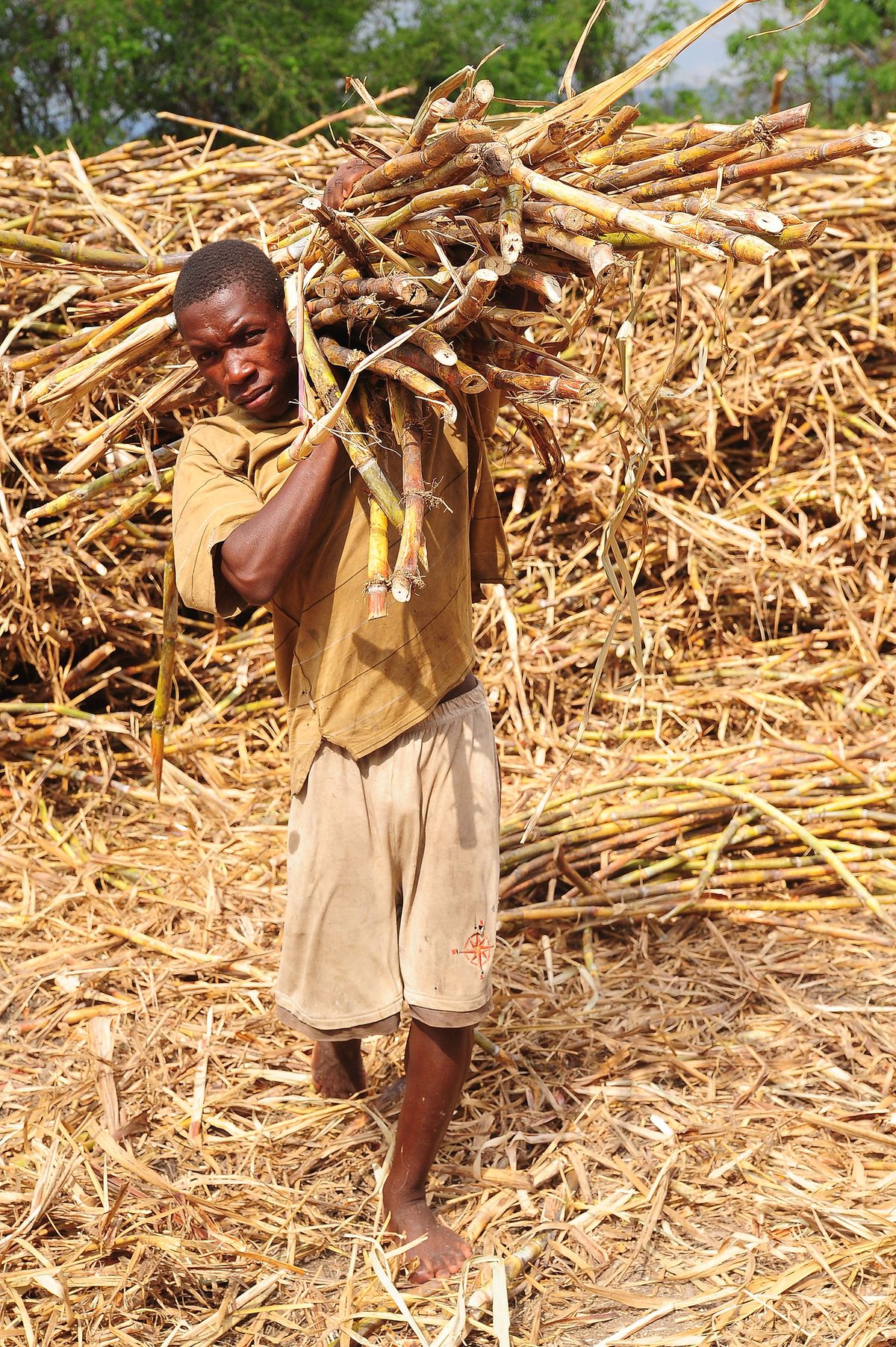 رجل يحمل قصب السكر تم حصاده يدويًا