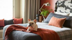 French Bulldog ile Turuncu Yatak Odası