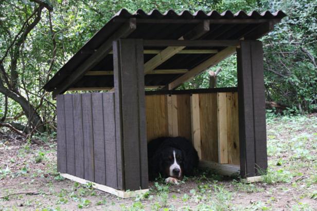 Cómo construir una caseta para perros al aire libre