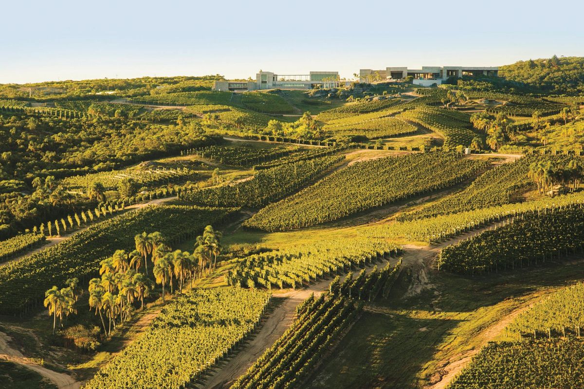 Vineyards of Bodega Garzón