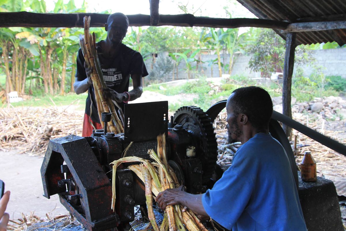 Molienda de caña de azúcar en Haití para la producción de ron / Foto de Ralph Thomassin Joseph