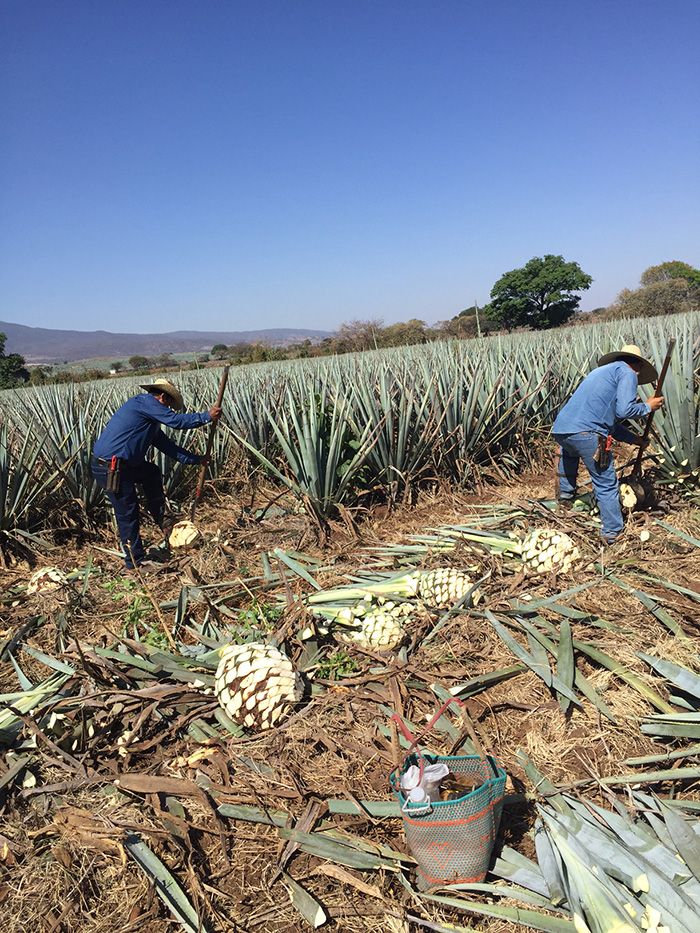 Mexicos Tequila Producers Eye Europe, af frygt for amerikanske handelsændringer