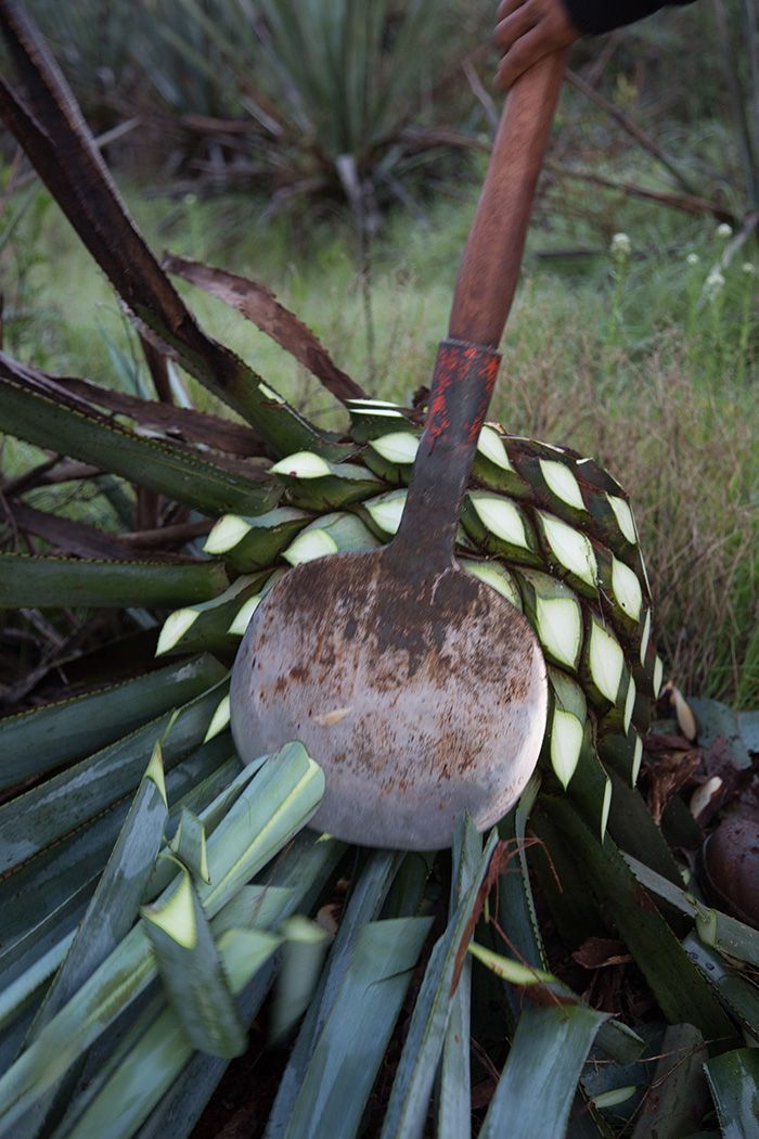 Daun agave yang tajam dan runcing dicukur / Foto oleh Penny De Los Santos
