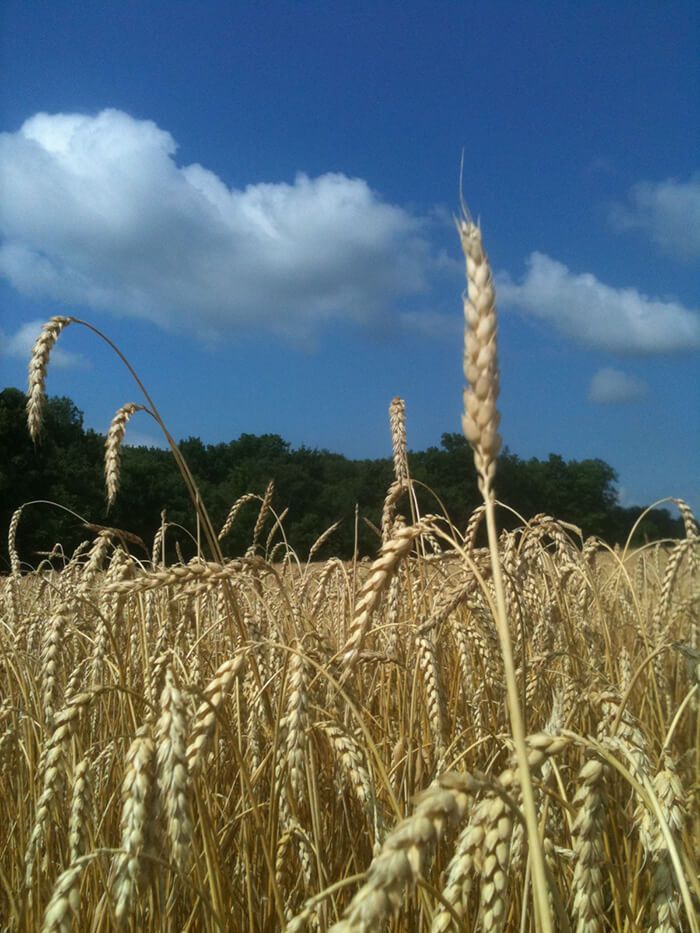 Destilería Wheat Harvest Myer Farm-2