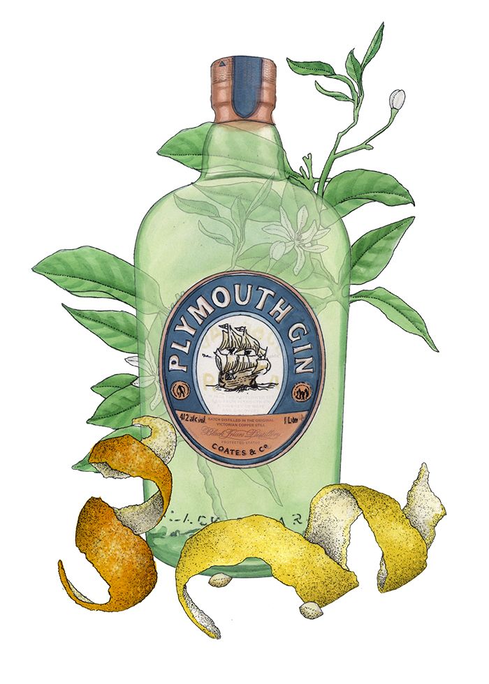 Illustrazione della bottiglia di gin di Plymouth