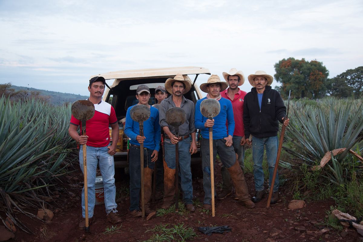 Jimadores, o productores de agave mexicanos, en la cosecha / Foto de Penny De Los Santos