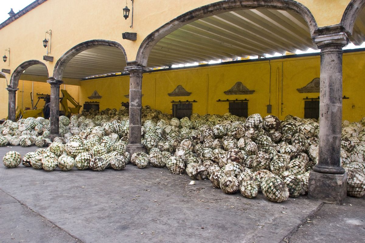 Srca agave koja čekaju da se pretvore u Tequilu / Getty