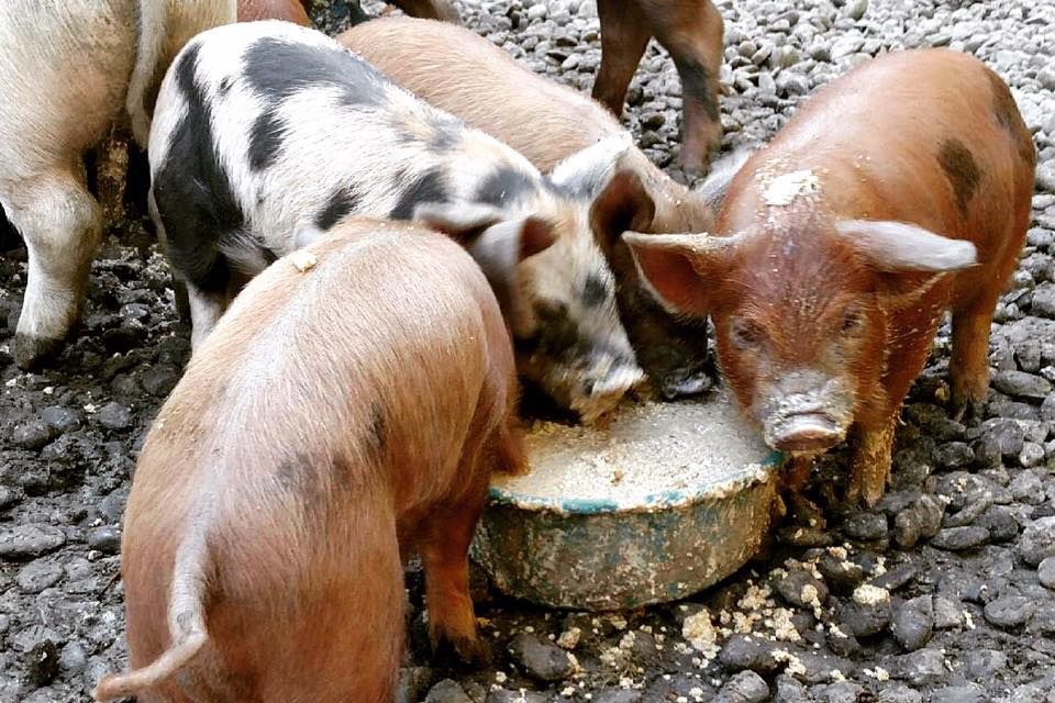 Schweine, die Bagelbrei aus der Alchemy Distillery genießen