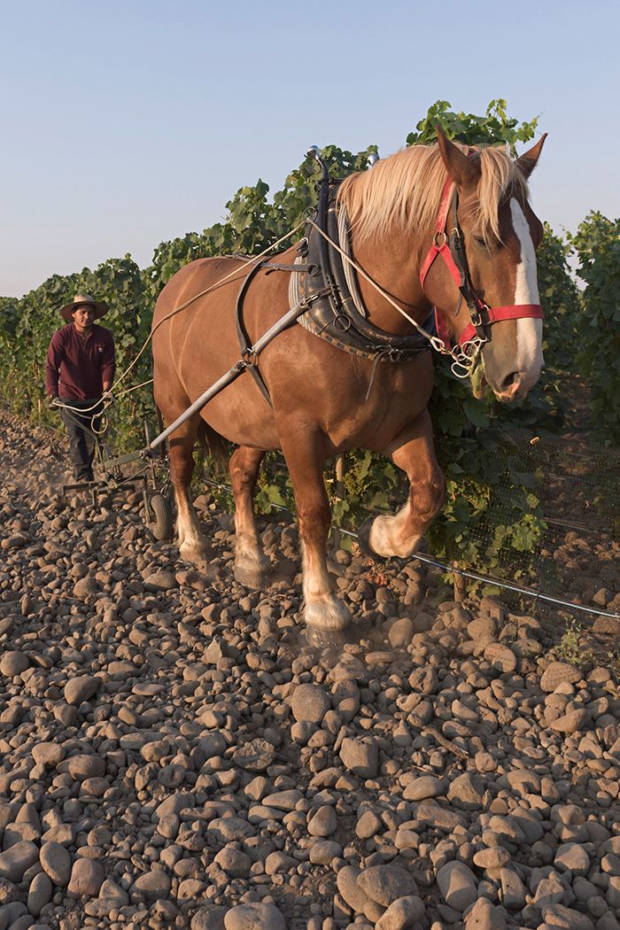 Horsepower Vineyards / Foto av Tyson Kopfer