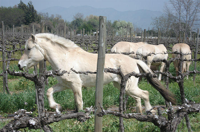 Konji fjordi v vinogradih Odfjell, Maipo, Čile