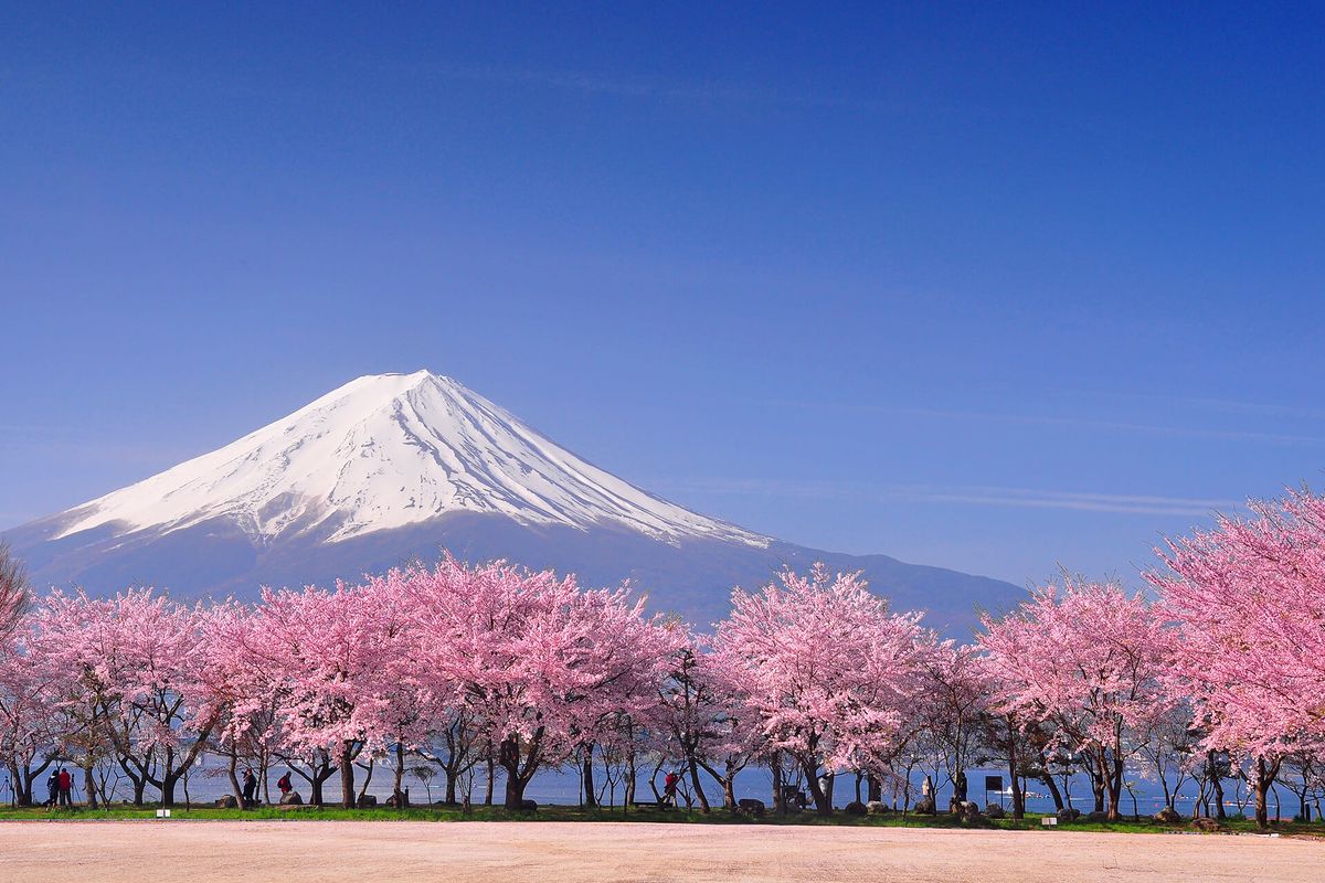 جبل فوجي بين أزهار الكرز اليابان / جيتي