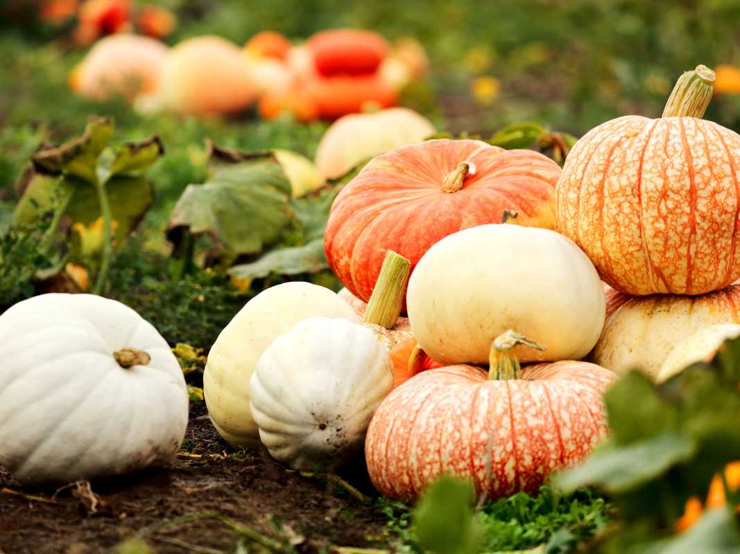 24 idées amusantes de liste de choses à faire pour l'automne à rayer de votre liste cette année
