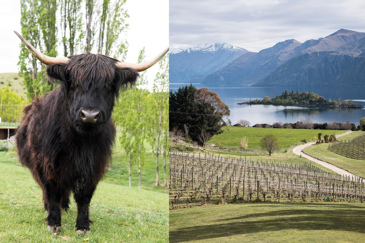 Крава Highland (вляво) и изглед от винарна Rippon (вдясно)