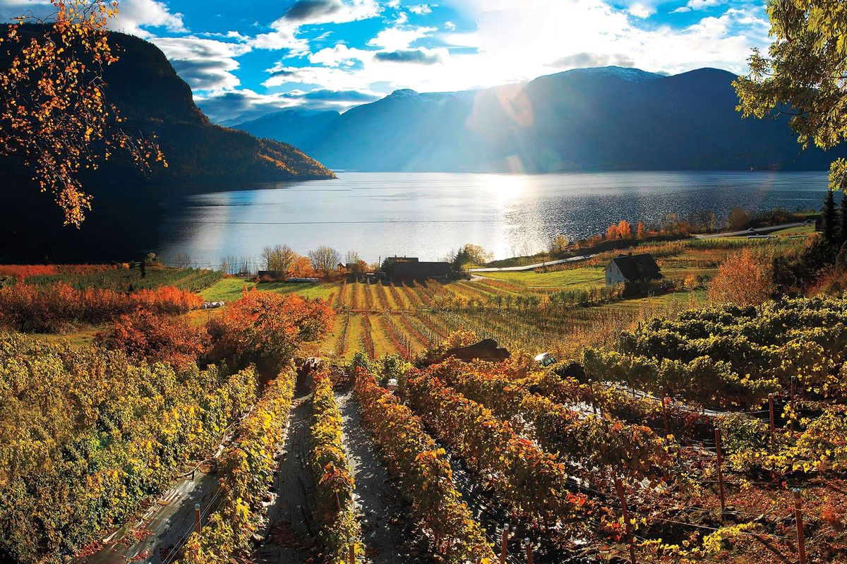 ‘Нови граници на лозарството’: Нововъзникващи винарски региони по света