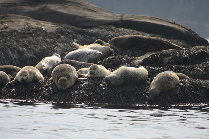Las focas del puerto en Boothbay Maine.