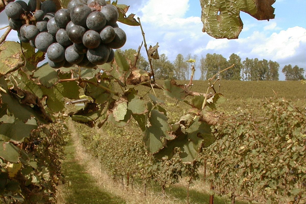 Vineyarrds de Carolina del Norte