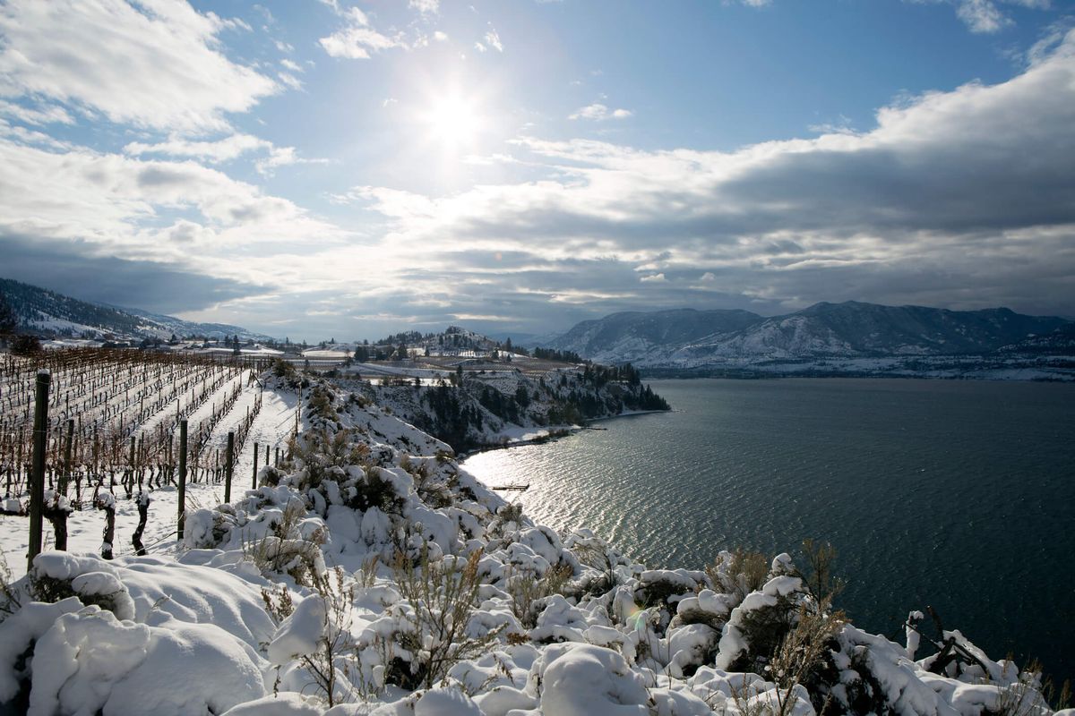 Vinya coberta de neu amb vistes al llac Okanagan