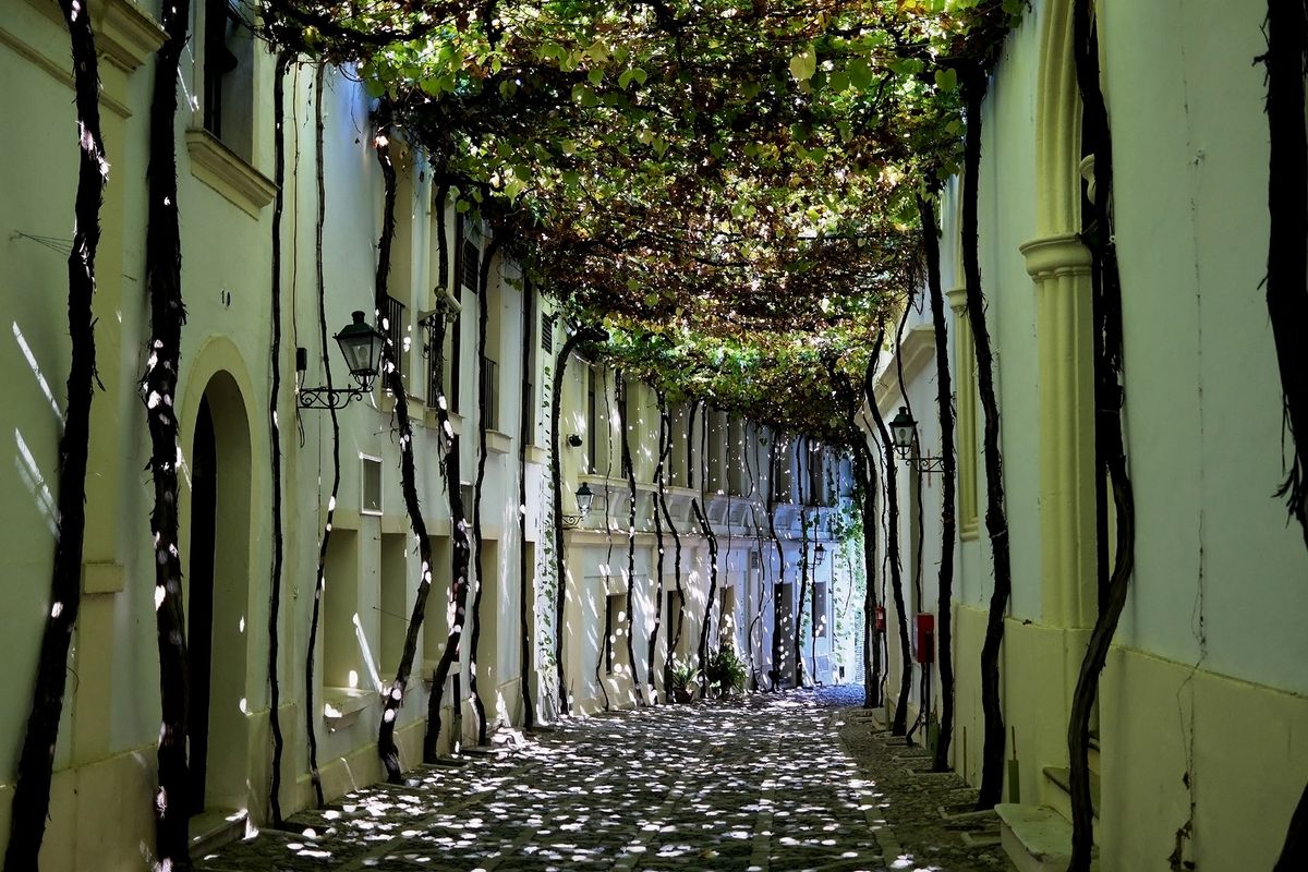 Alleyway on kaetud viinamarjade viinapuudega, päikesevalgus piilub läbi