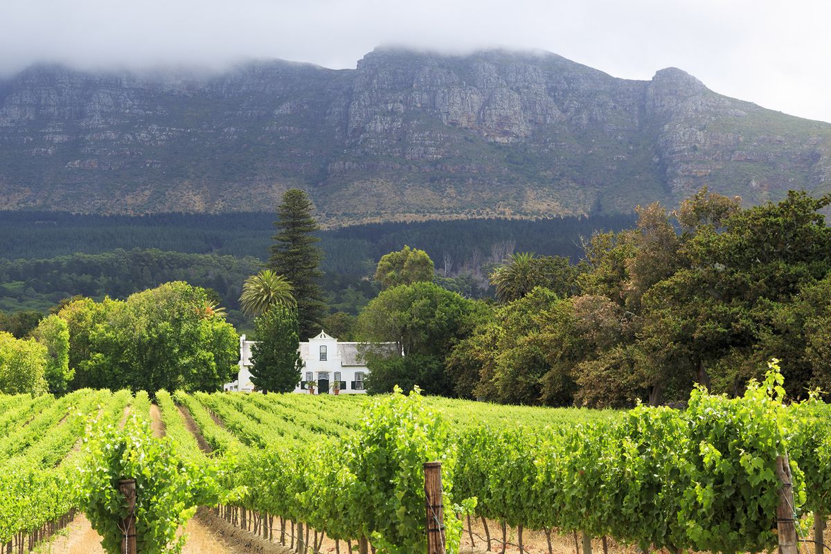 Cape Dutch domů čelí svěží vinice, vysoká hora útes za sebou