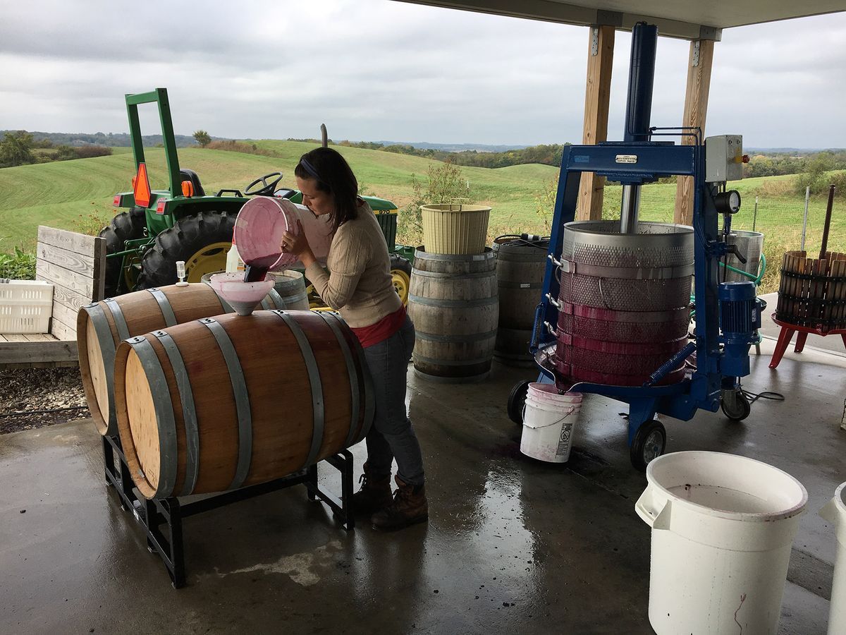 Winemaker na si Whitney Ryan ng Vox Vineyards na pinupunan ang mga barrels