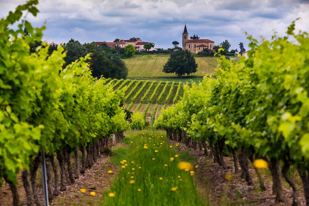 A imagem mostra uma exuberante fileira de vinhedos com flores amarelas e uma igreja em uma colina ao fundo