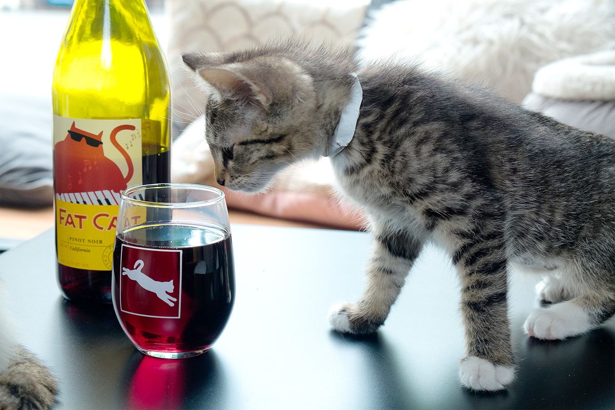 Un gato mirando una copa de vino.
