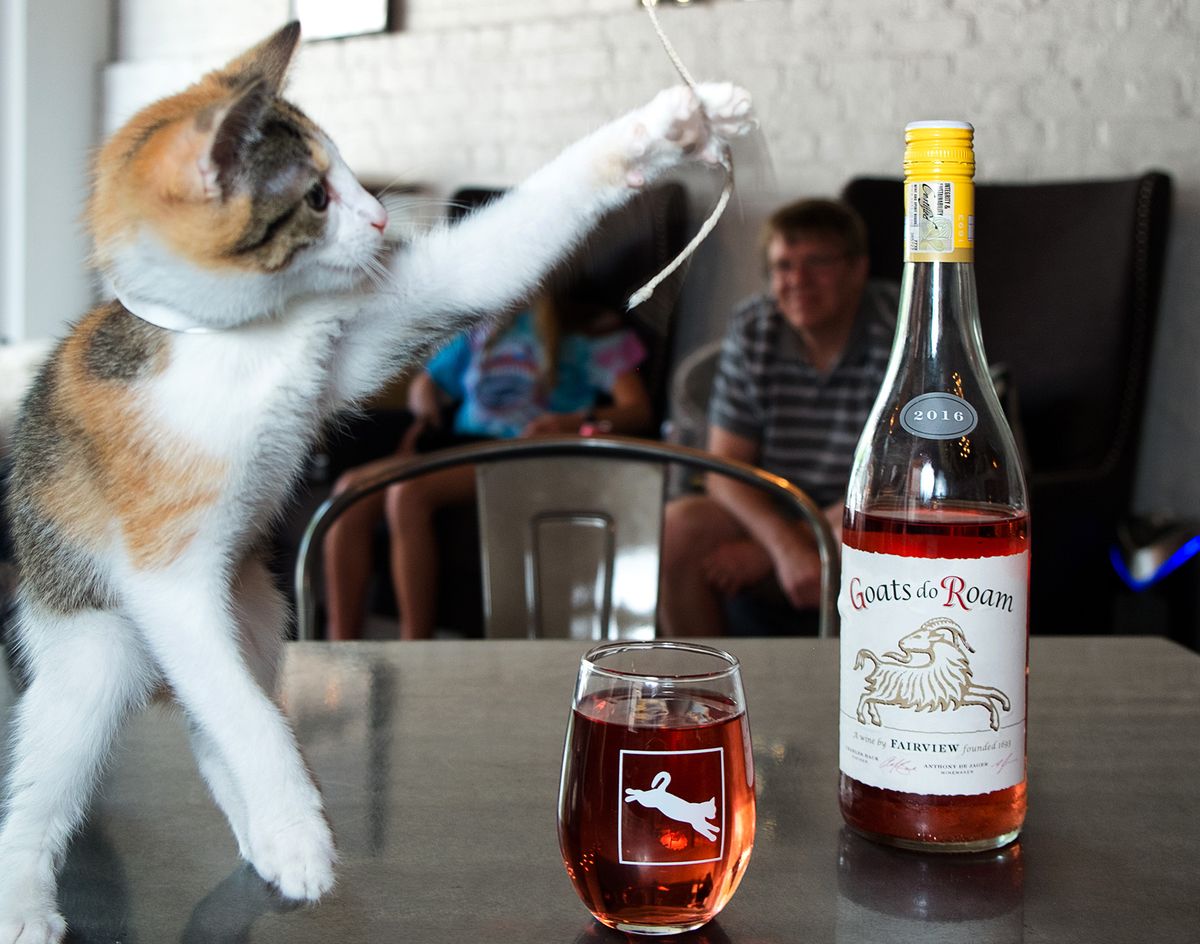 Un gatto che gioca con lo spago accanto a un bicchiere di vino.