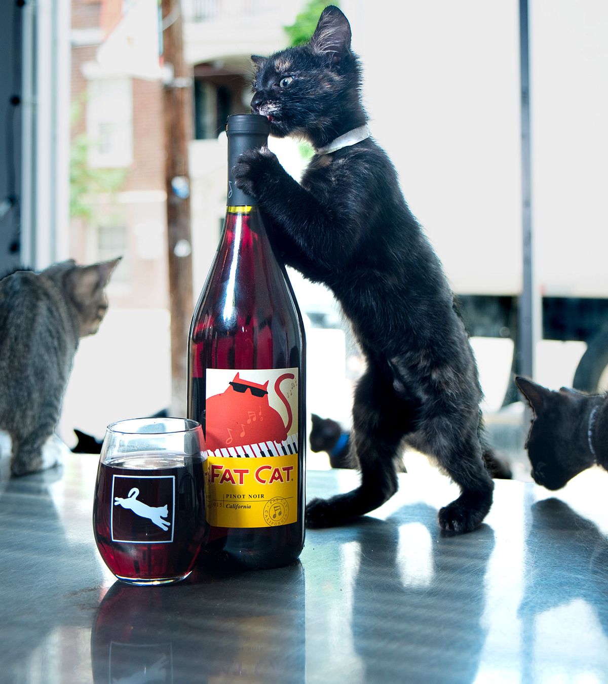 Katė, žiūrinti į vyno butelį.