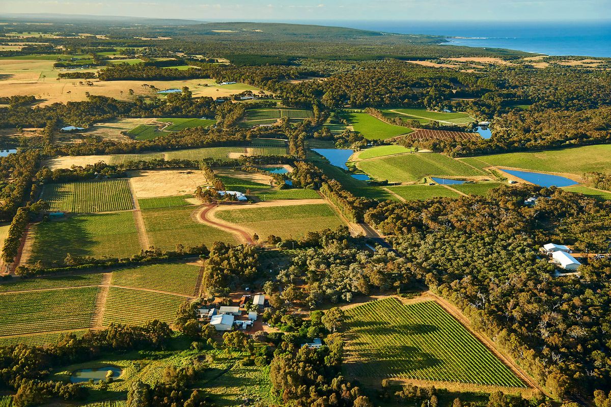 Birds-eye shot av grønn vingård med flatt terreng