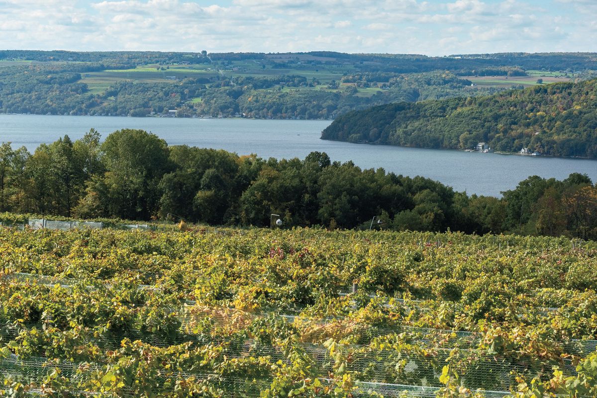 Bujni vinograd nagnut nad jezerom, poljoprivredno zemljište dalje