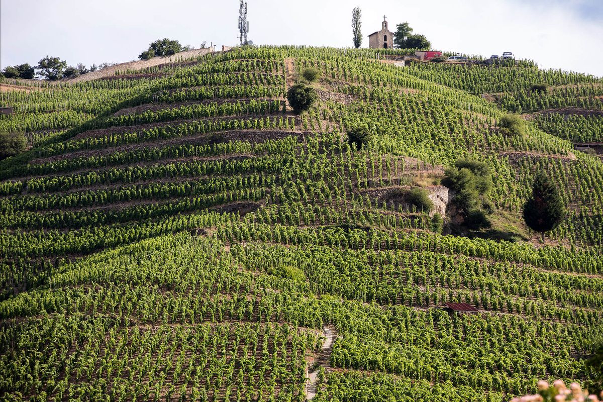Vinograd na pobočju z majhno kapelico na vrhu