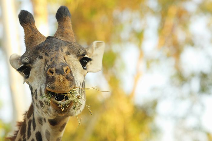 Una jirafa comiendo hierba en el Zoológico de San Diego.