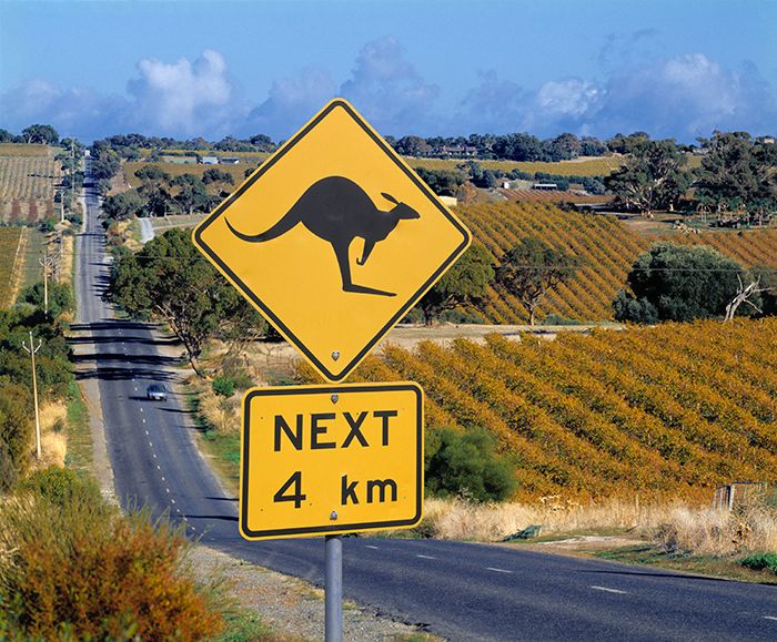 Kangaroo crossing, McLaren Vale, Australia / Mick Rock, Alamy