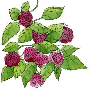 Una ilustración de frutos rojos.