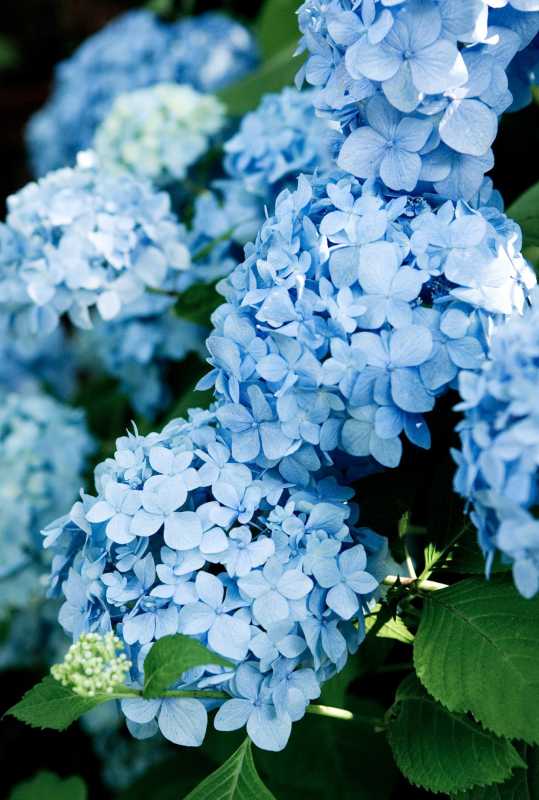 Endless Summer Blue Hortensia macrophylla