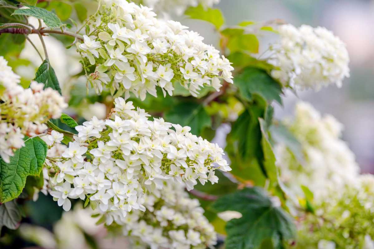 Najbolje vrste hortenzija za uzgoj u vašem vrtu