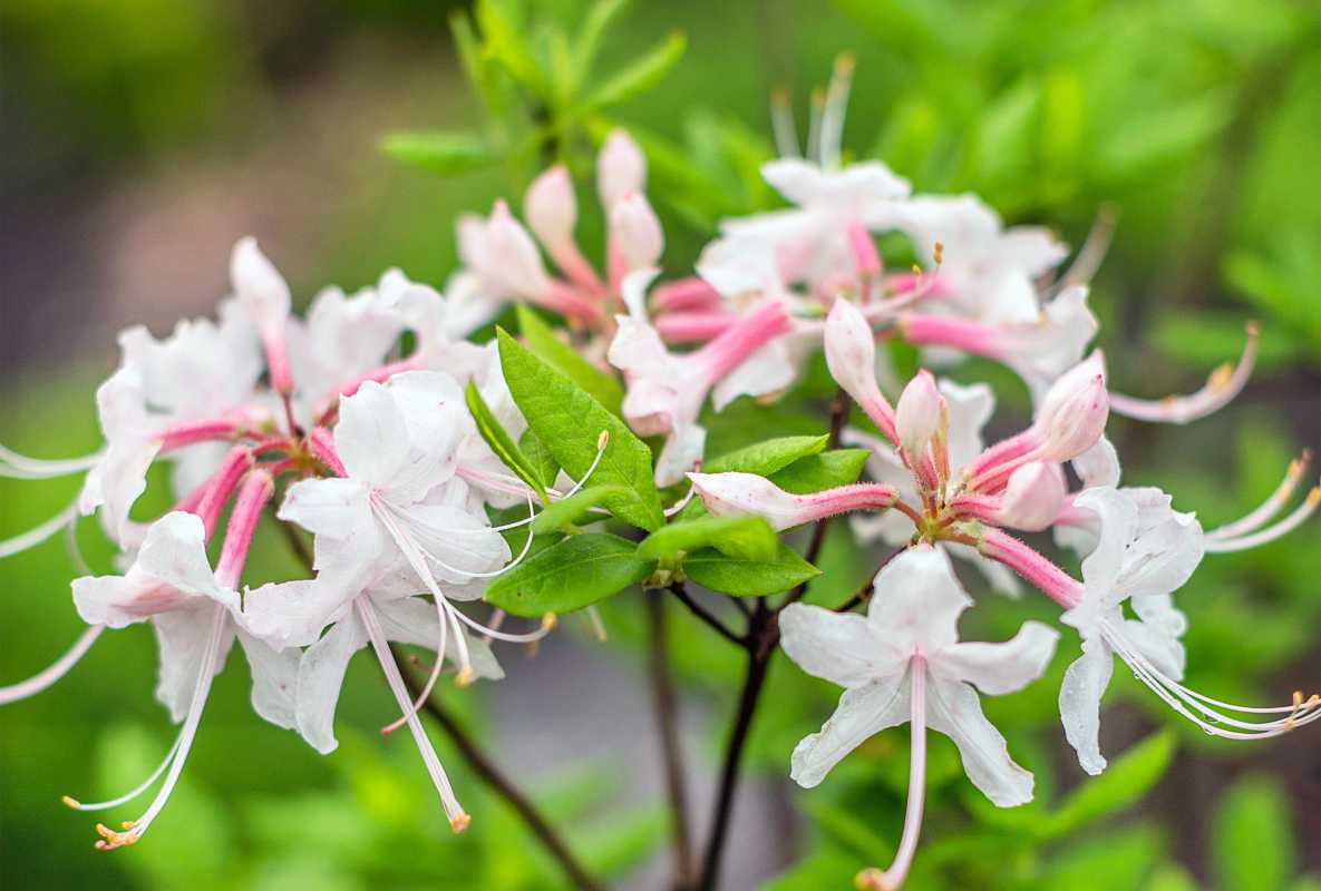 Sådan beskærer du azalea for sunde planter og flere blomster
