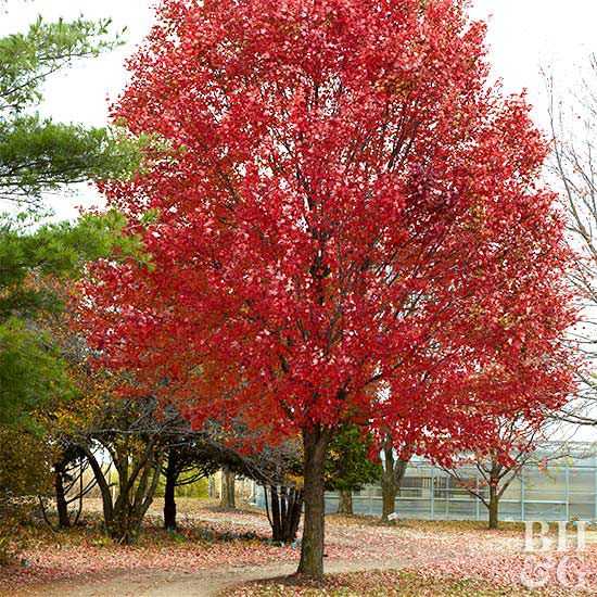 Cây phong đỏ Acer rubrum