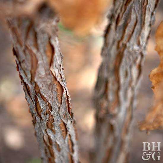 Tricvetni javor Acer triflorum