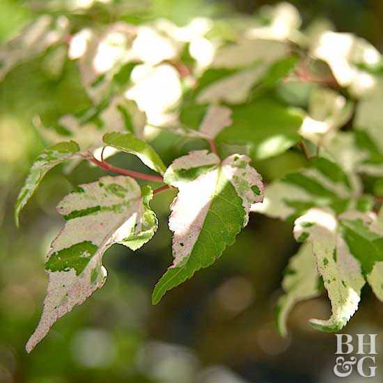 Javor pestrý Acer crataegifolium