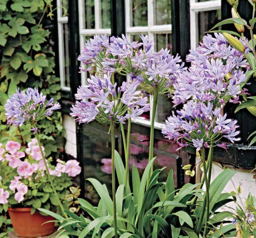 violetti Agapanthus