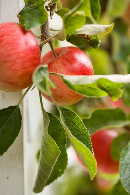 Obuolių lapų susiraitymas rodo ligą – čia yra priežastys