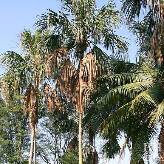 Hvordan plante og dyrke palmetto