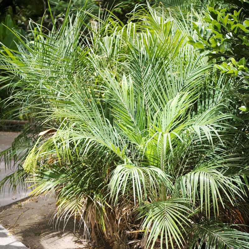Cómo plantar y cultivar palmera datilera