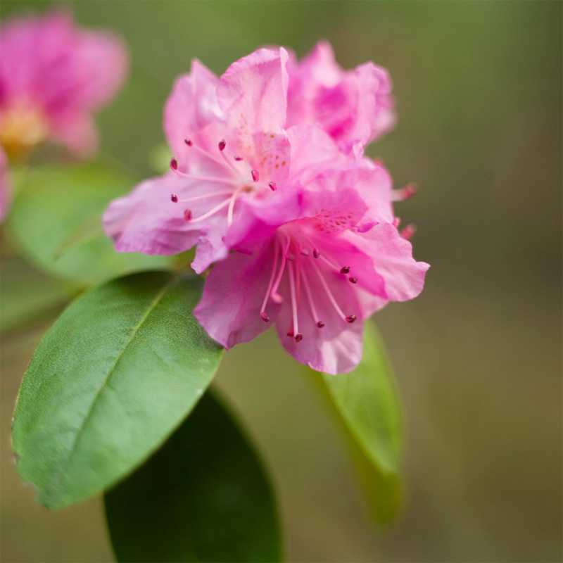 pjm-rhododendron- shrub-f7da2cba