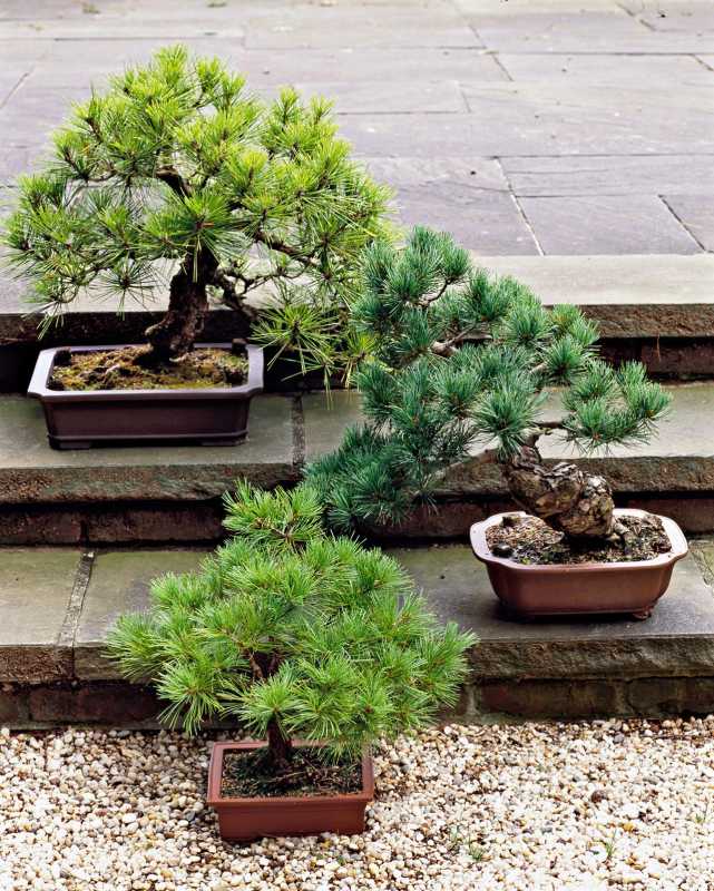 La nostra guia de 3 passos per mantenir el vostre bonsai sa i en creixement