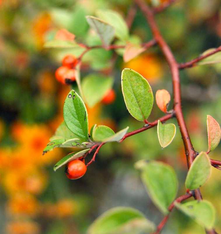 Cotoneaster phủ phục