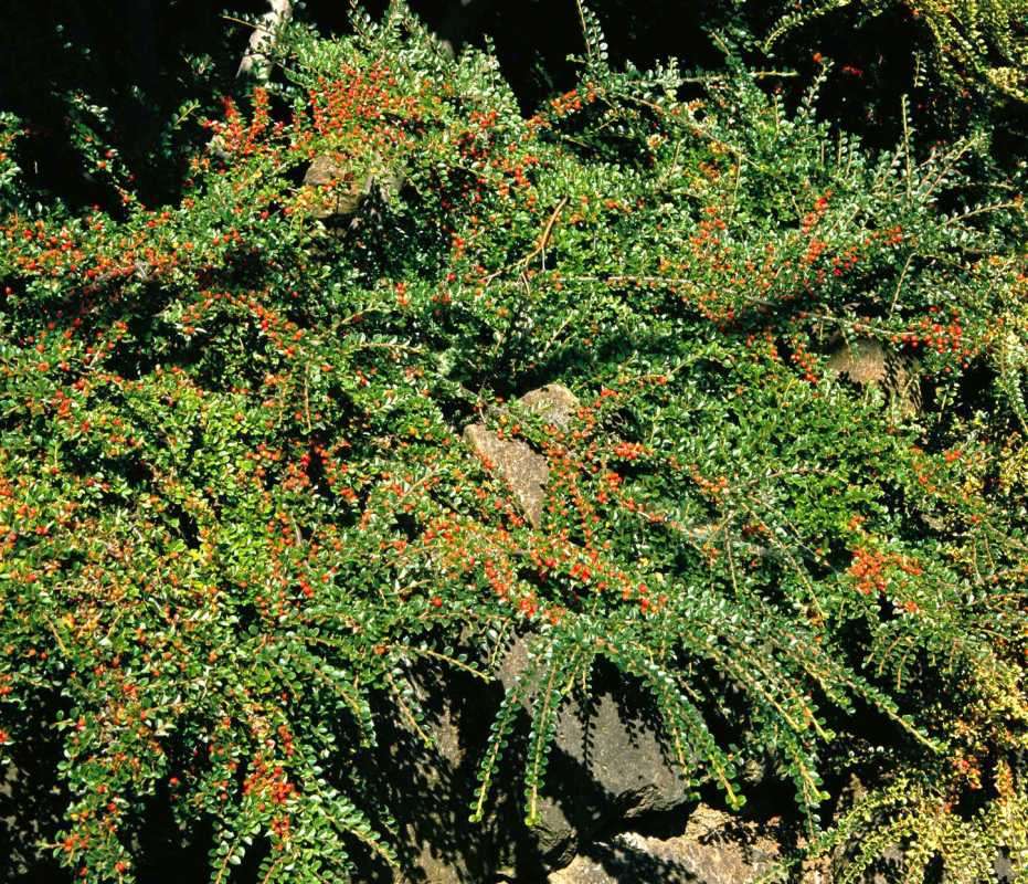 Rockspray cotoneaster